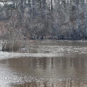 Photo #8 of Lot 112 COVENTON LANE, HORNTOWN, VA 3.2 acres