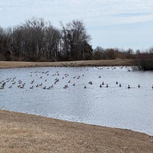 Photo #9 of Lot 112 COVENTON LANE, HORNTOWN, VA 3.2 acres