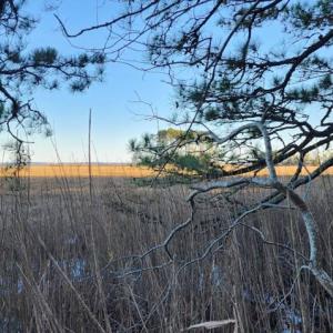 Photo #5 of Lot 55 NEPTUNE DR, GREENBACKVILLE, VA 0.5 acres