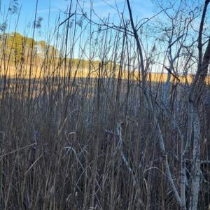 Photo #6 of Lot 55 NEPTUNE DR, GREENBACKVILLE, VA 0.5 acres