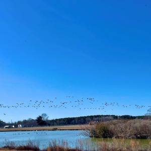 Photo #22 of Lot 3 EAGLE DRIVE, NEW CHURCH, VA 10.9 acres