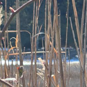 Photo #4 of Lot 35 SEAVIEW ST, ACCOMAC, VA 3.3 acres