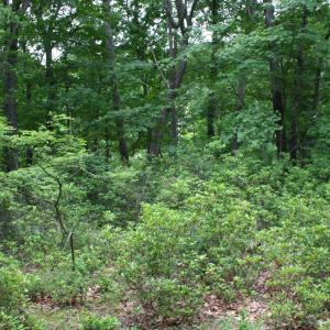 Photo #3 of 20 HIGH VALLEY SOUTH, MONTEREY, VA 5.0 acres