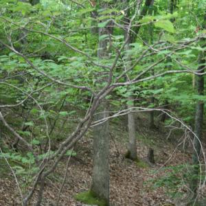 Photo #6 of 20 HIGH VALLEY SOUTH, MONTEREY, VA 5.0 acres