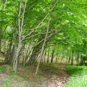 Photo #10 of 20 HIGH VALLEY SOUTH, MONTEREY, VA 5.0 acres