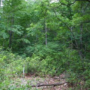 Photo #7 of 20 HIGH VALLEY SOUTH, MONTEREY, VA 5.0 acres