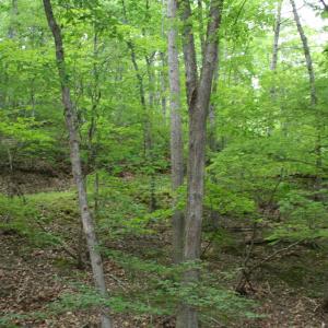 Photo #5 of 20 HIGH VALLEY SOUTH, MONTEREY, VA 5.0 acres