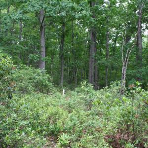 Photo #4 of 20 HIGH VALLEY SOUTH, MONTEREY, VA 5.0 acres