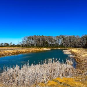 Waterfowl Pond