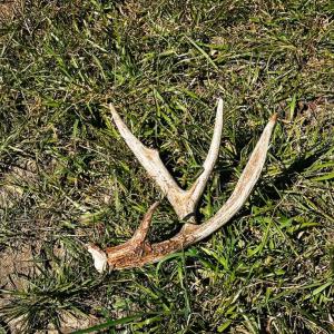 Deer Antler Shed Found in Food Plot