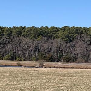 Photo #5 of SEAVIEW ST, ACCOMAC, VA 3.0 acres