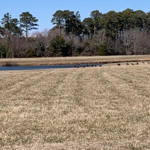 Photo #6 of SEAVIEW ST, ACCOMAC, VA 3.0 acres