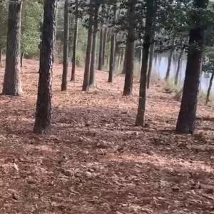 Photo #3 of Lot 29 OLDE MILL LANE, NEW CHURCH, VA 44.0 acres
