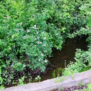 Photo #3 of SERENITY LN, ONANCOCK, VA 2.7 acres