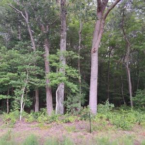 Photo #25 of Lot 34 PITTS CREEK RD, NEW CHURCH, VA 8.2 acres