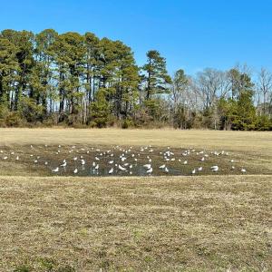 Photo #15 of Lot 34 PITTS CREEK RD, NEW CHURCH, VA 8.2 acres