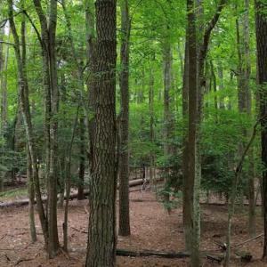 Photo #5 of Lot 128 OCTOPUS, GREENBACKVILLE, VA 0.3 acres