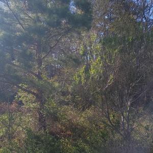 Photo #2 of Lot 7 LIBERTY DR, MAPPSVILLE, VA 4.5 acres