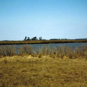 Photo #6 of Parcel B MUDDY CREEK RD, BLOXOM, VA 184.0 acres