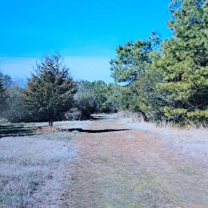 Photo #10 of Parcel B MUDDY CREEK RD, BLOXOM, VA 184.0 acres