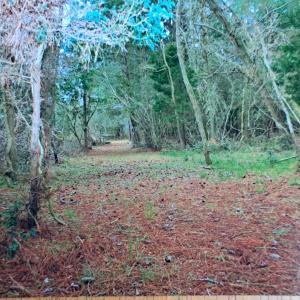 Photo #11 of Parcel B MUDDY CREEK RD, BLOXOM, VA 184.0 acres