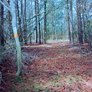 Photo #13 of Parcel B MUDDY CREEK RD, BLOXOM, VA 184.0 acres
