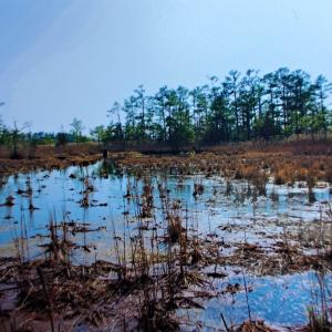 Photo #14 of Parcel B MUDDY CREEK RD, BLOXOM, VA 184.0 acres