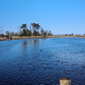 Photo #15 of Parcel B MUDDY CREEK RD, BLOXOM, VA 184.0 acres