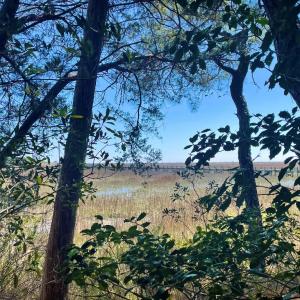 Photo #11 of Lot 3 OCEANVIEW COURT, ACCOMAC, VA 3.3 acres