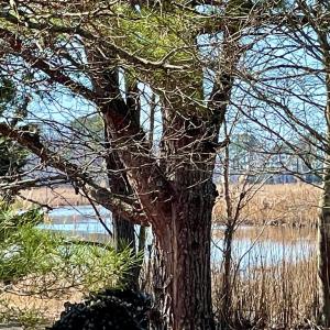 Photo #8 of Lot 33 PITTS CREEK RD, NEW CHURCH, VA 6.5 acres