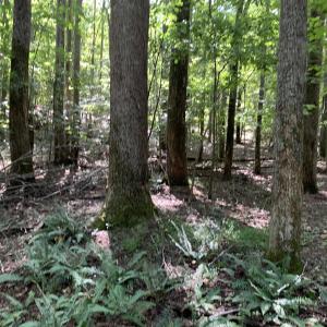 Photo #1 of Lot1 GREEN CREEK RD, OLD DOMINION, VA 21.0 acres