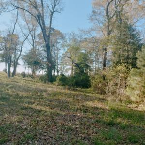 Photo #4 of Lot 9 CEDAR GROVE DRIVE, PAINTER, VA 1.6 acres