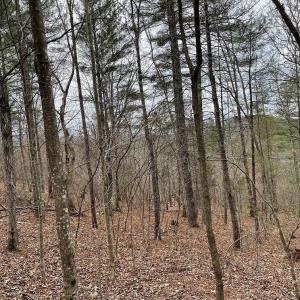 Photo #4 of 70-131 ESTALINE VALLEY RD, CRAIGSVILLE, VA 36.9 acres