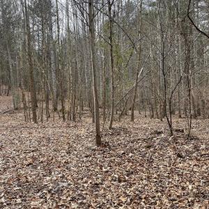Photo #8 of 70-131 ESTALINE VALLEY RD, CRAIGSVILLE, VA 36.9 acres