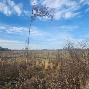 Photo #7 of 41 SAXIS RD, TEMPERANCEVILLE, VA 193.0 acres