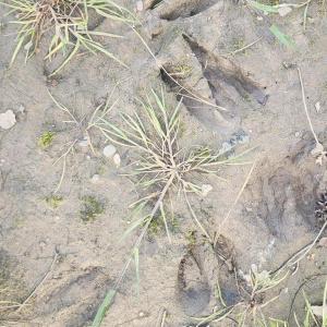 Photo #11 of 41 SAXIS RD, TEMPERANCEVILLE, VA 193.0 acres