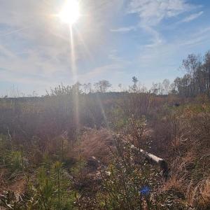 Photo #8 of 41 SAXIS RD, TEMPERANCEVILLE, VA 193.0 acres