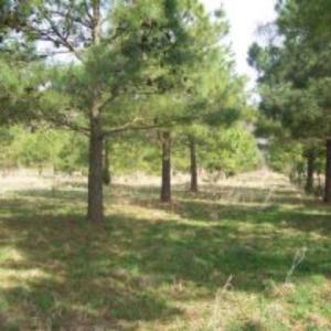 Photo #4 of BELLEVUE CIR, ACCOMAC, VA 15.6 acres