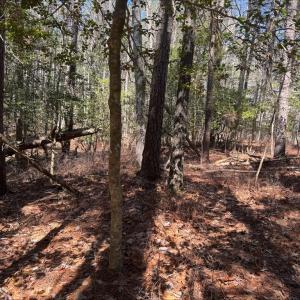 Photo #3 of Lot 1897 BUCCANEER BLVD, GREENBACKVILLE, VA 14.0 acres