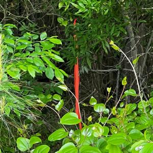 Photo #2 of LOT#42 KELLER POND RD, PAINTER, VA 9.9 acres