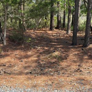 Photo #24 of 21302 WISE POINT LN, ONANCOCK, VA 22.4 acres