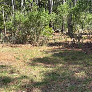Photo #31 of 21302 WISE POINT LN, ONANCOCK, VA 22.4 acres