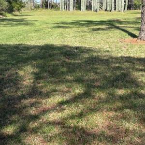 Photo #33 of 21302 WISE POINT LN, ONANCOCK, VA 22.4 acres