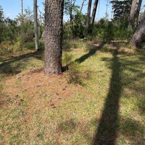 Photo #46 of 21302 WISE POINT LN, ONANCOCK, VA 22.4 acres