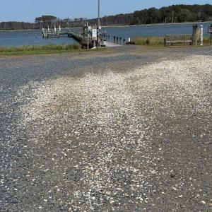 Photo #8 of 21302 WISE POINT LN, ONANCOCK, VA 22.4 acres