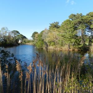 Photo #15 of lot 6 BARLOW CREEK LN., EASTVILLE, VA 6.9 acres