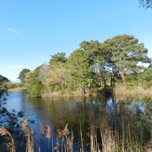 Photo #16 of lot 6 BARLOW CREEK LN., EASTVILLE, VA 6.9 acres