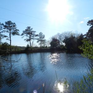 Photo #10 of lot 6 BARLOW CREEK LN., EASTVILLE, VA 6.9 acres