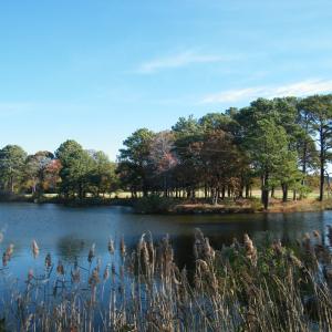 Photo #11 of lot 6 BARLOW CREEK LN., EASTVILLE, VA 6.9 acres