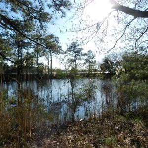 Photo #13 of lot 6 BARLOW CREEK LN., EASTVILLE, VA 6.9 acres